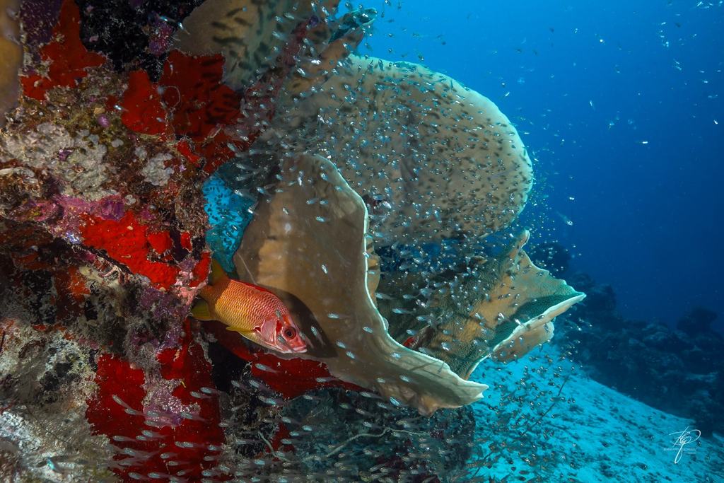 Palau