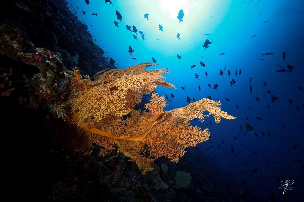 Palau