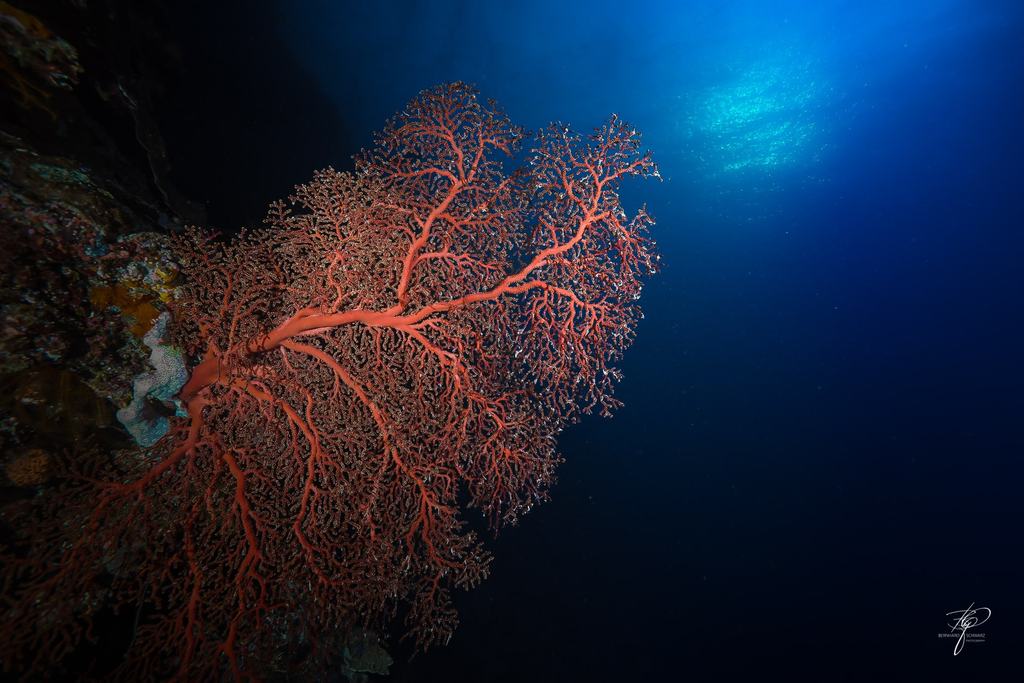 Palau