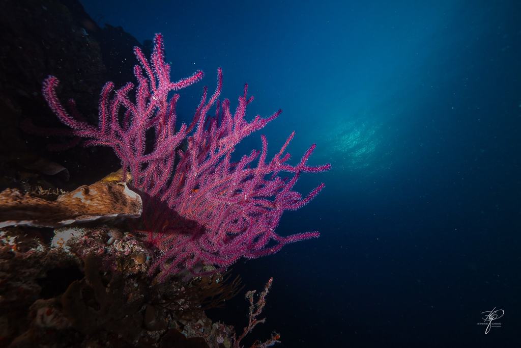 Palau