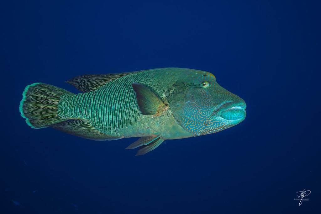 Palau