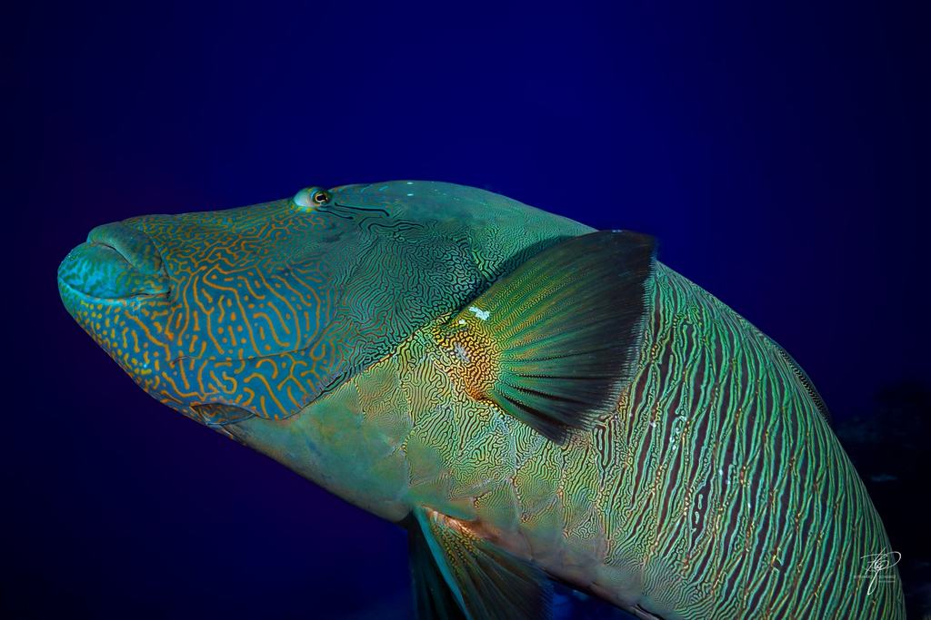 Palau