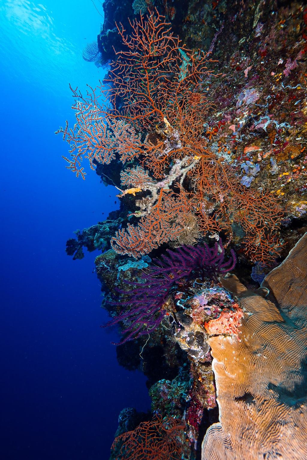 Palau