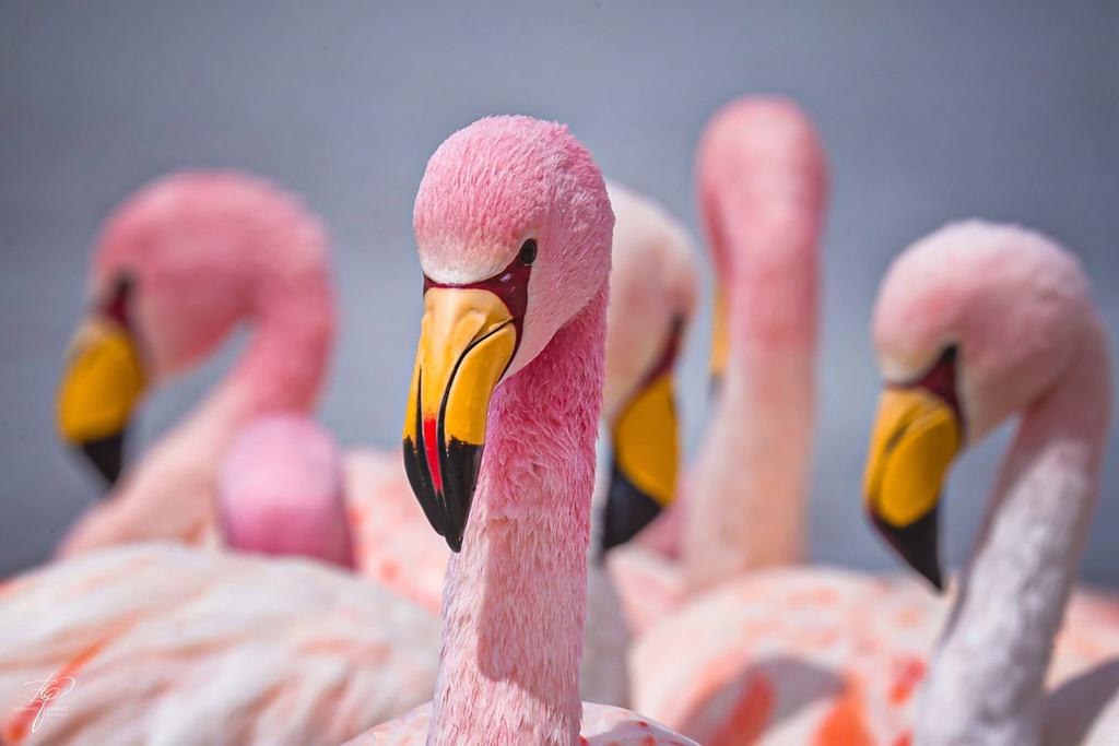 Fünf Flamingos dicht beieinander, einer blickt frontal in die Kamera