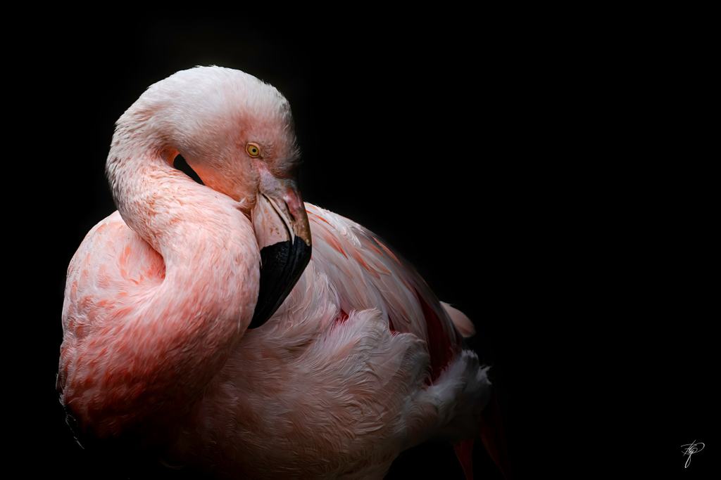 Ein Flamingo legt den Kopf auf den Rücken, vor schwarzem Grund