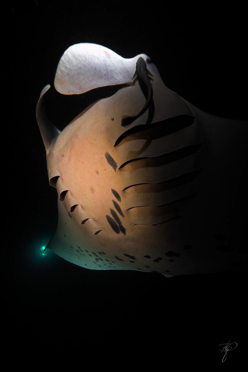 Ein Manta von unten im Dunkeln, die Bauchseite angeleuchtet