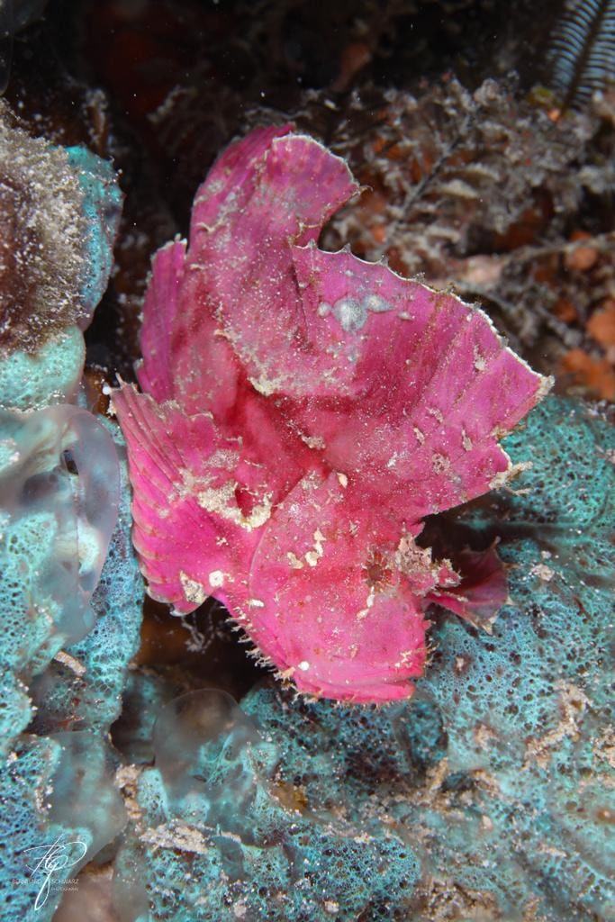 Ein pinker Blattfisch sitzt auf türkisem Bewuchs