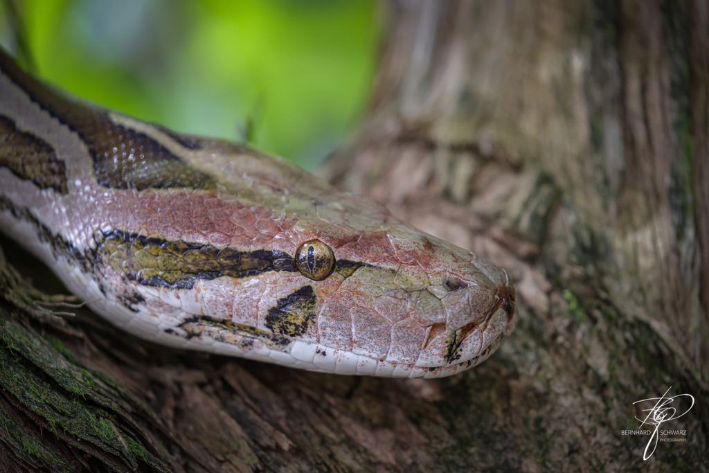 SRI LANKA