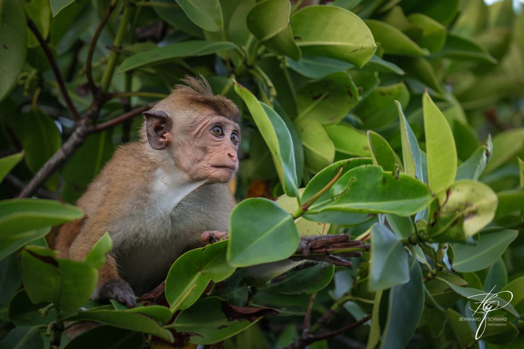 SRI LANKA