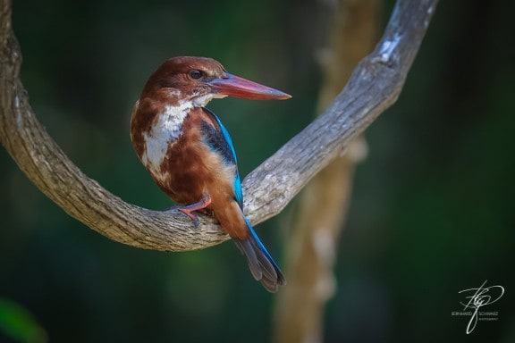 SRI LANKA