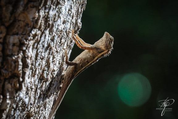 SRI LANKA