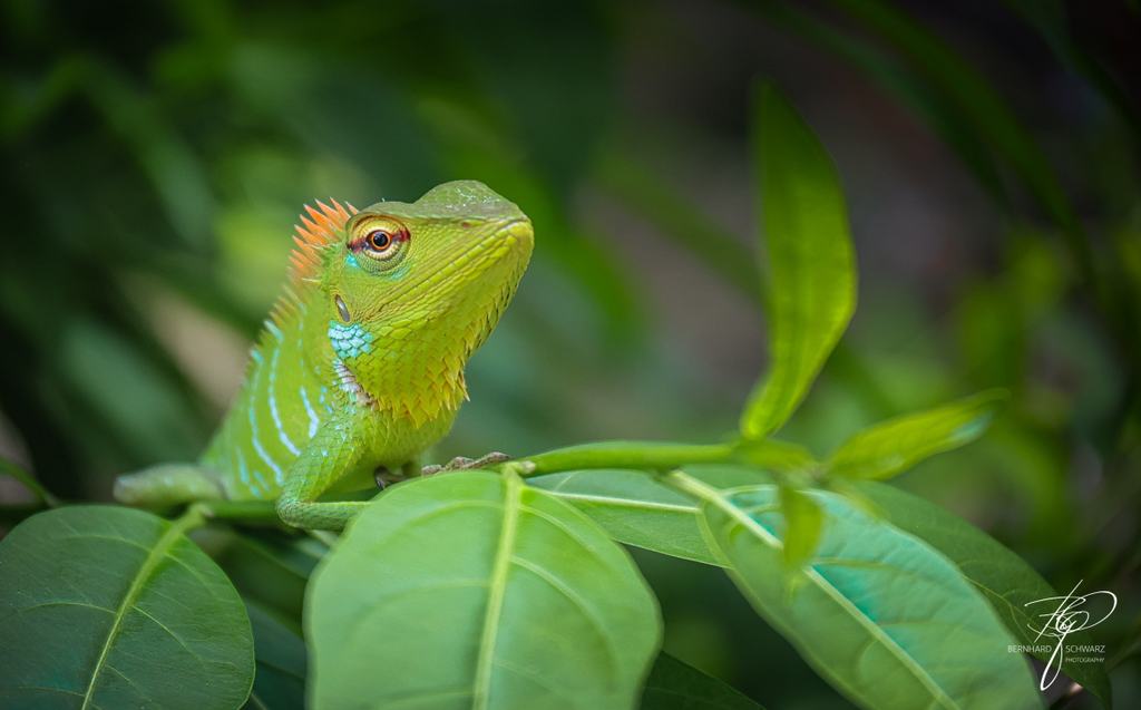 SRI LANKA