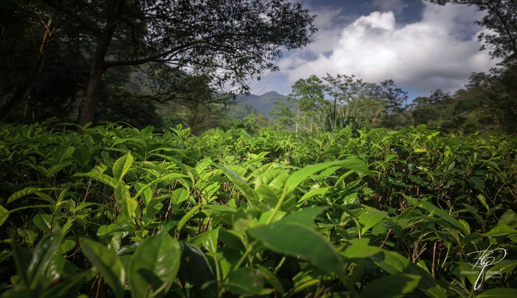 SRI LANKA