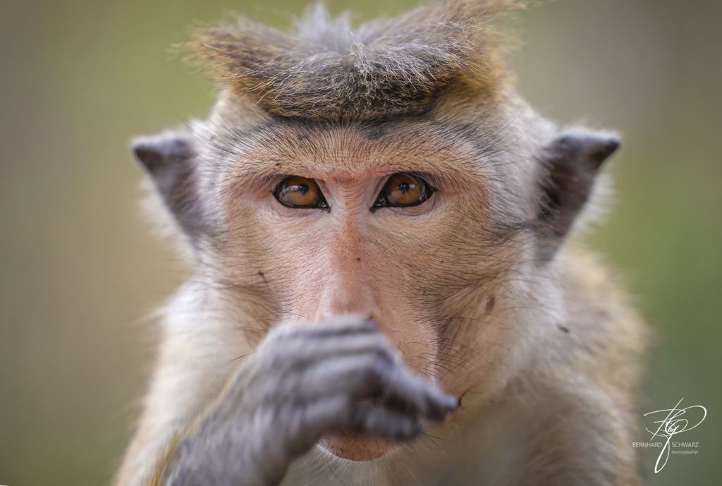 SRI LANKA