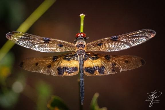 SRI LANKA