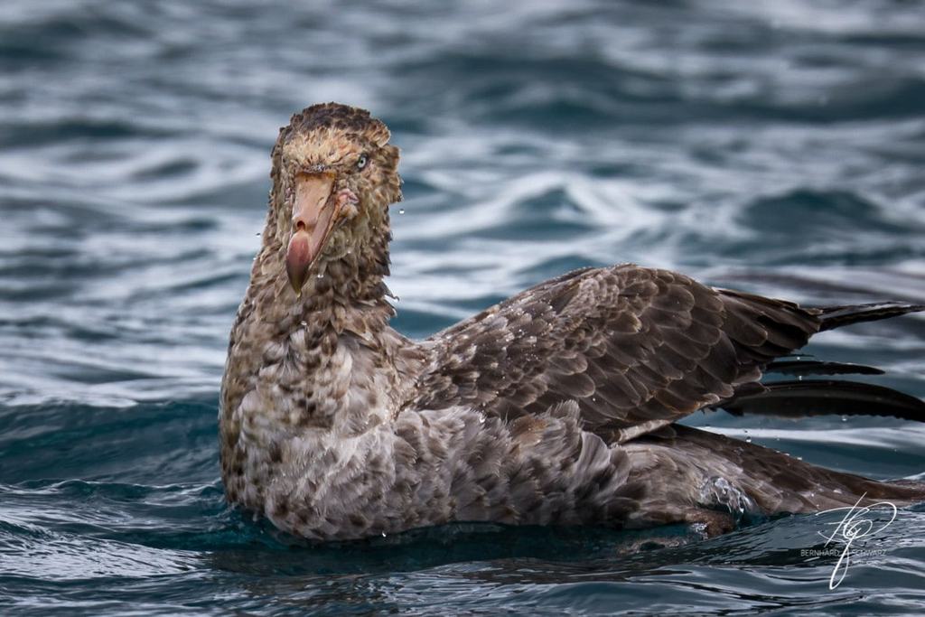 South Georgia