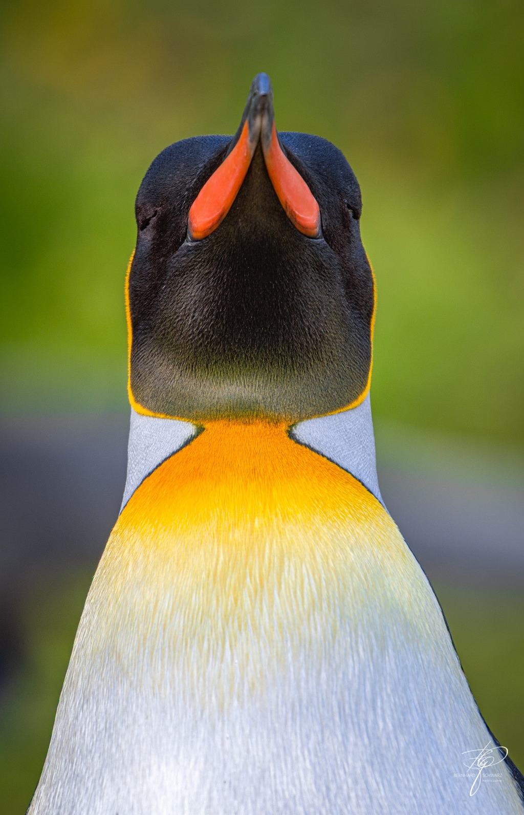 South Georgia