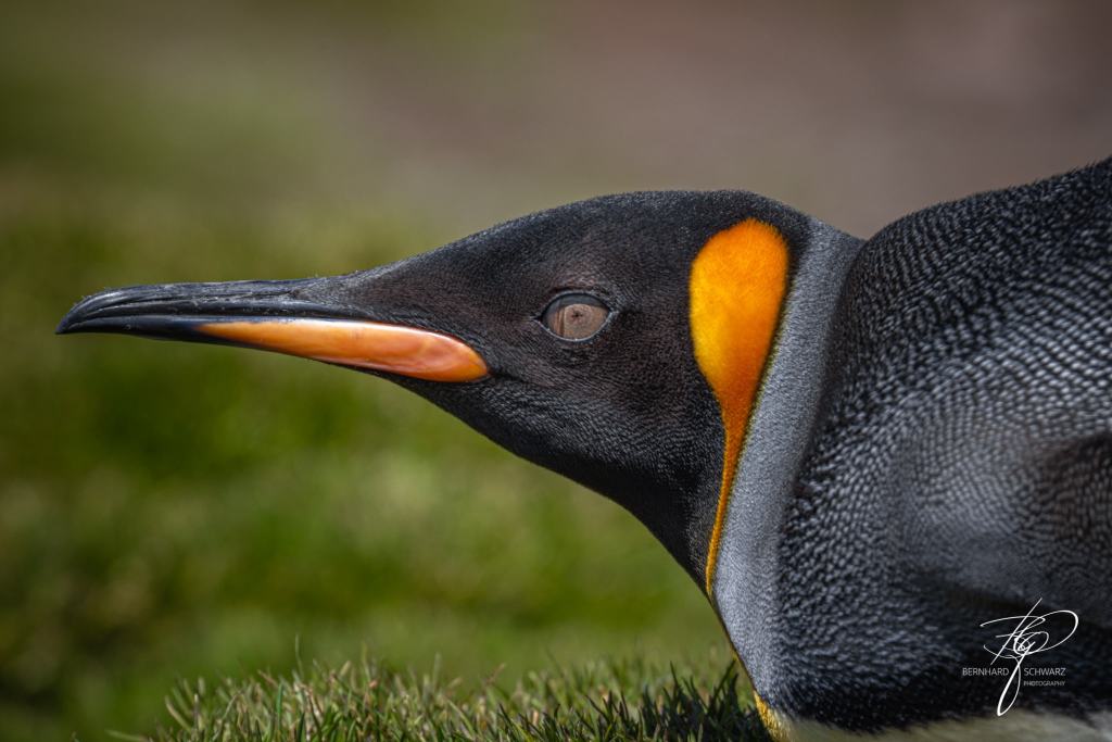 South Georgia