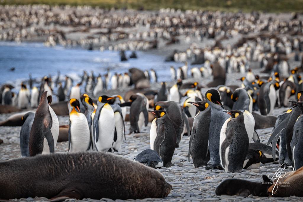 South Georgia