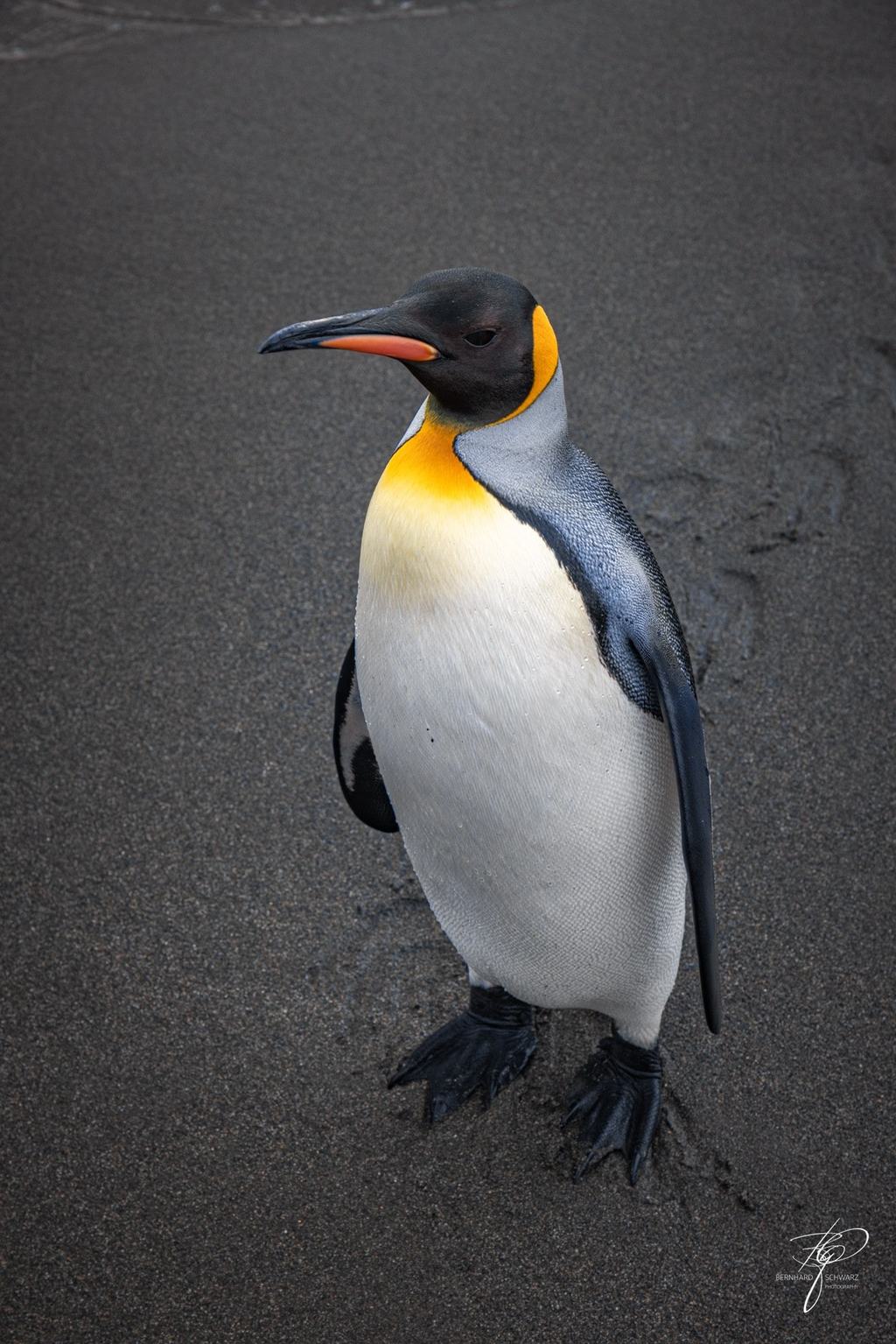 South Georgia
