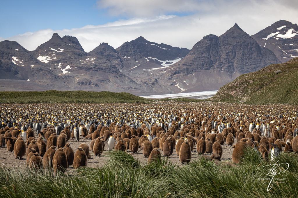 South Georgia