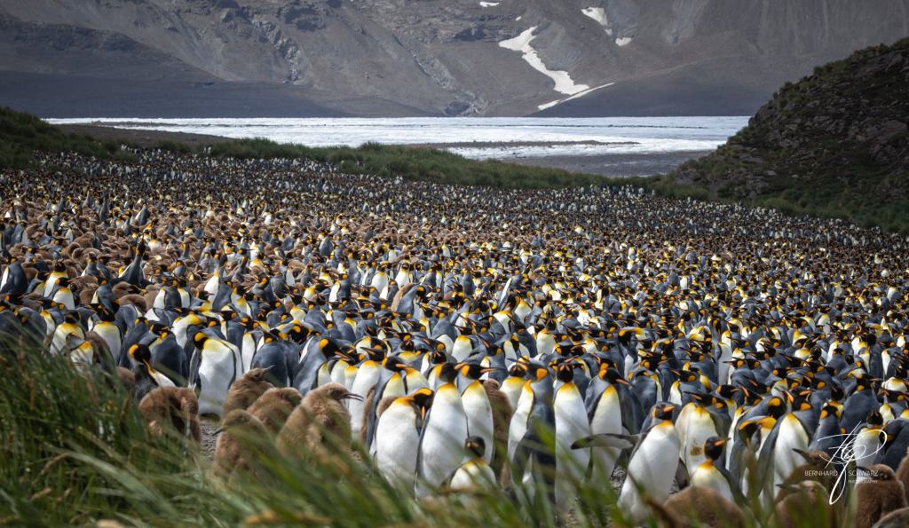 South Georgia