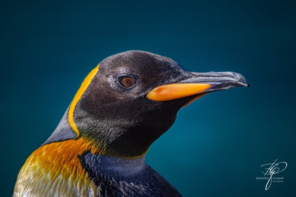 South Georgia