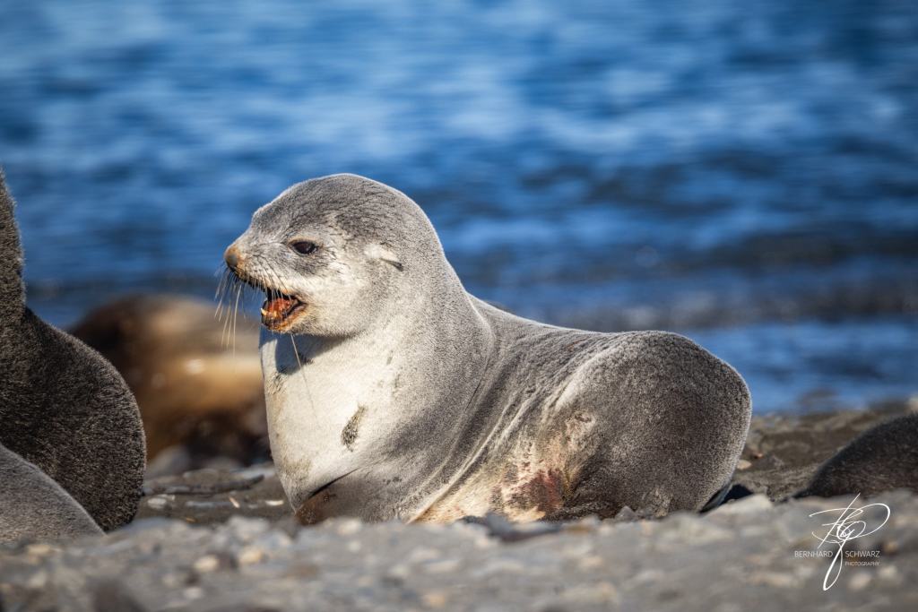 South Georgia