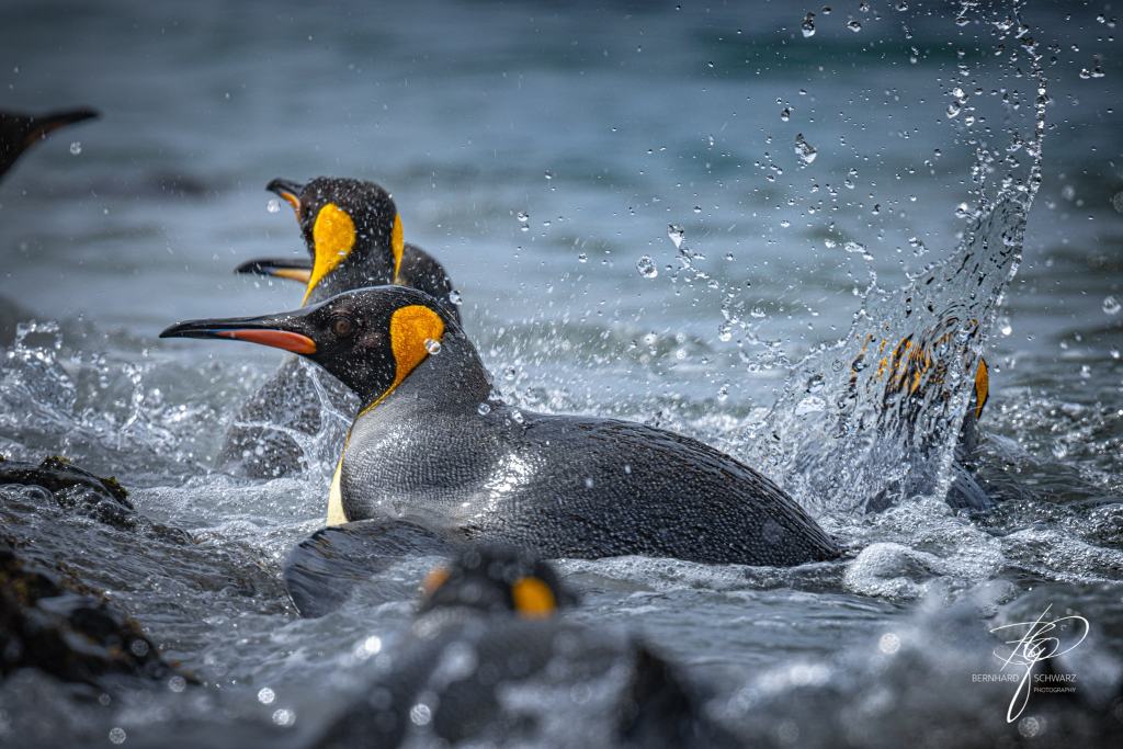 South Georgia