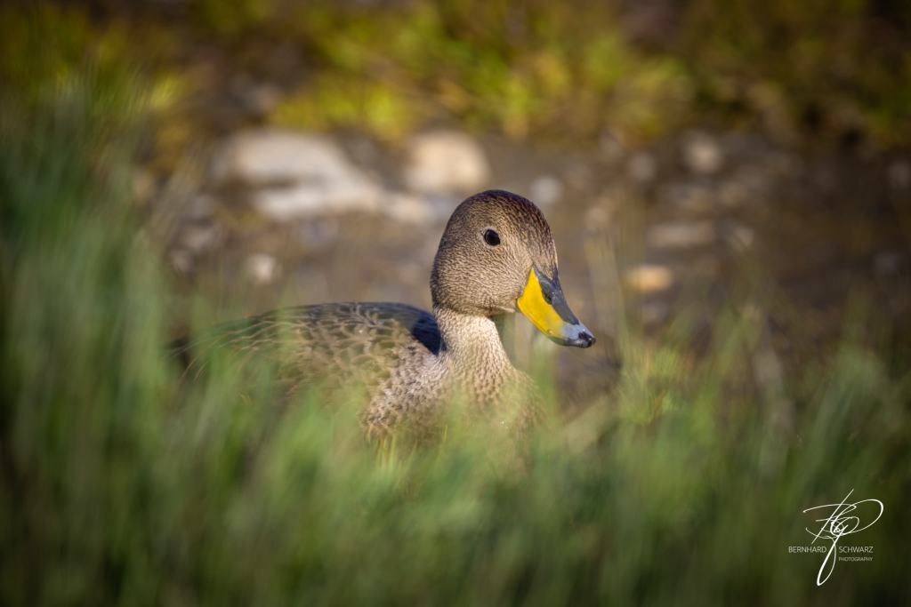 South Georgia
