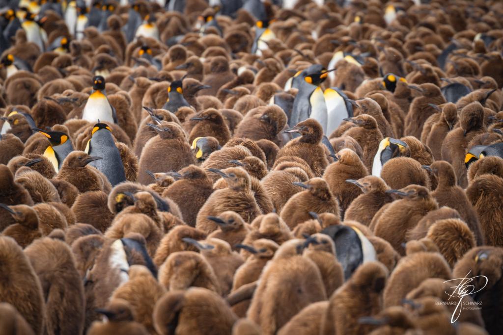 South Georgia