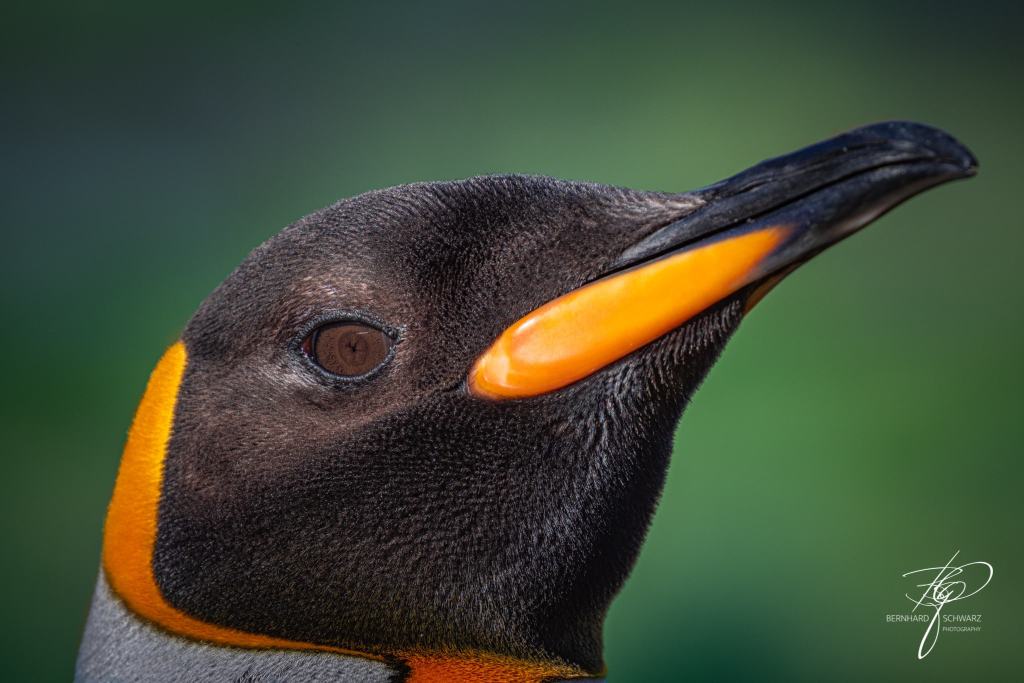 South Georgia