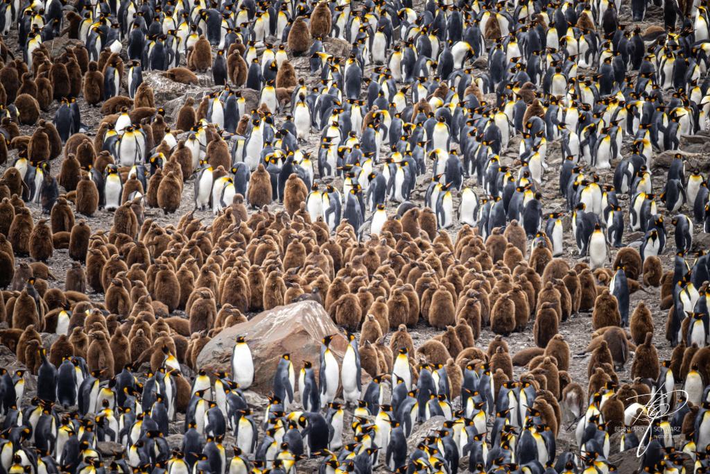 South Georgia