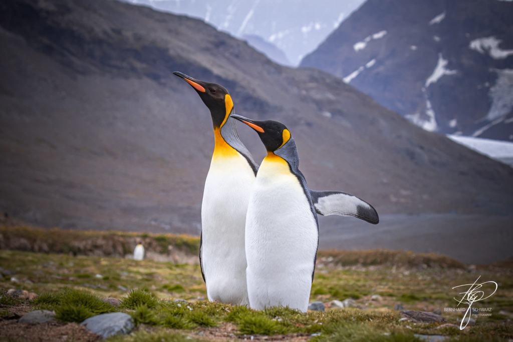 South Georgia