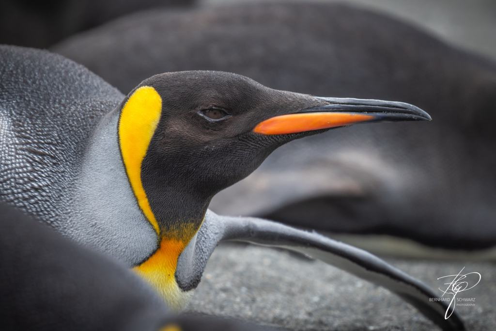 South Georgia