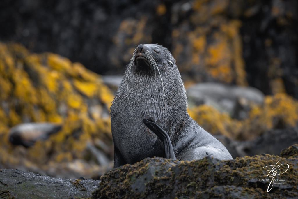 South Georgia
