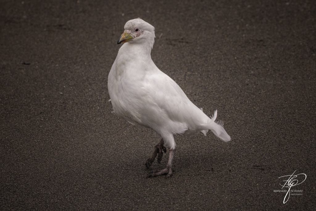 South Georgia