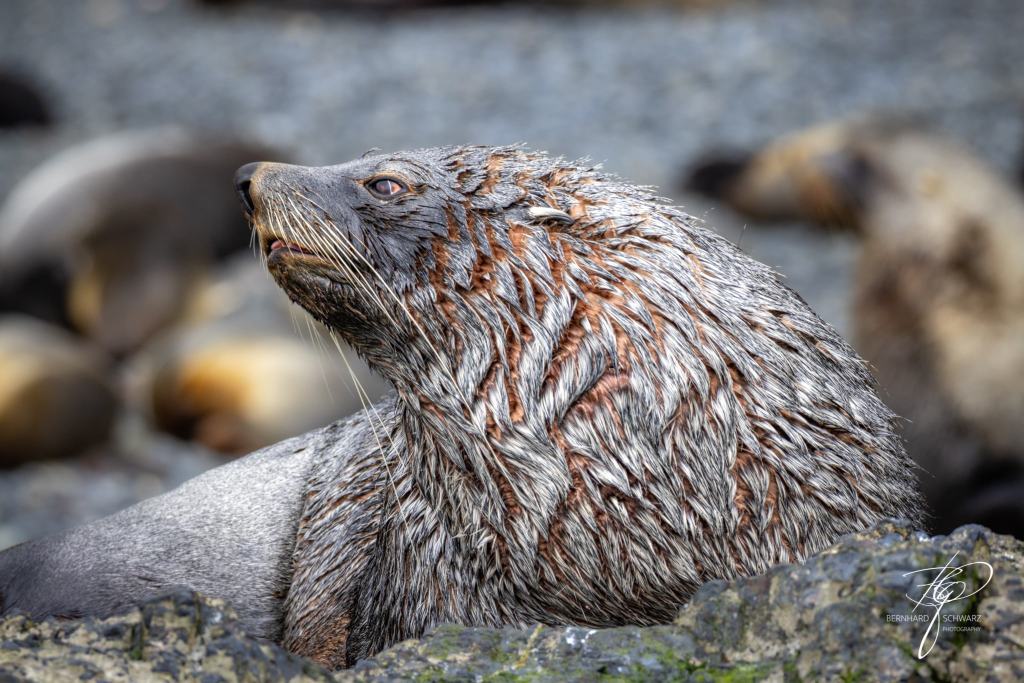 South Georgia