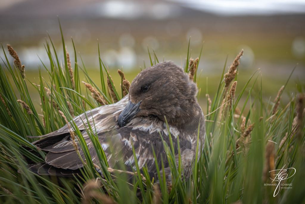 South Georgia