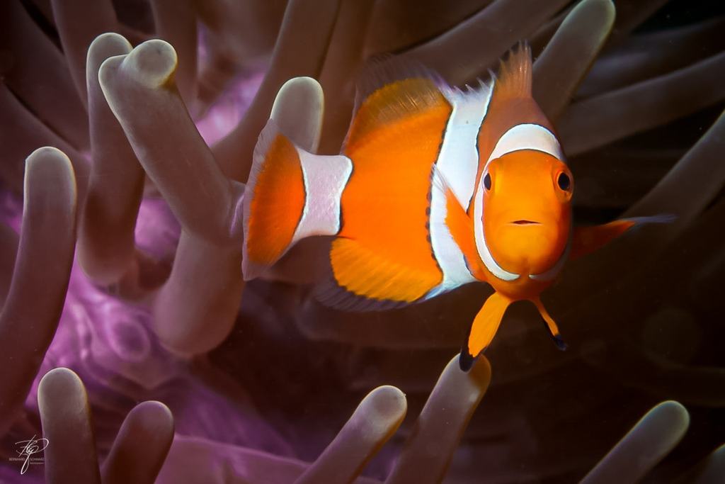 Ein Clownfisch steht zwischen den hellen Tentakeln seiner Anemone