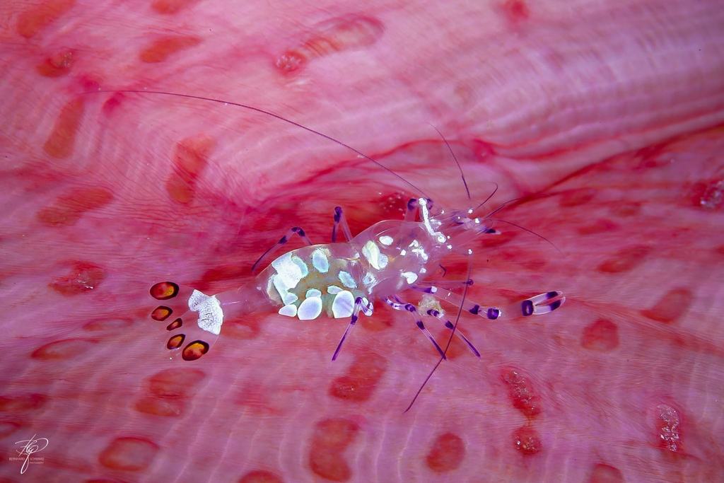 Makro: eine durchsichtige Anemonengarnele mit weißen Flecken auf dem rosa Fuß einer Anemone