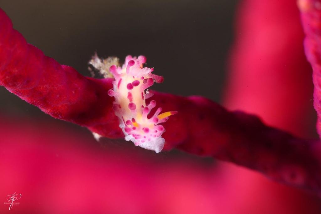 Makro: weiß-rosa Nesselpolypen auf einem karminroten Korallenast, dahinter weitere rote Äste