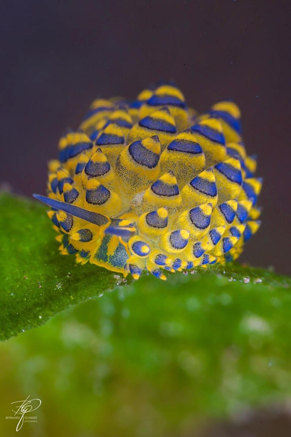 Makro: eine gelbe Nacktschnecke mit blauen Warzen sitzt auf einem grünen Blatt