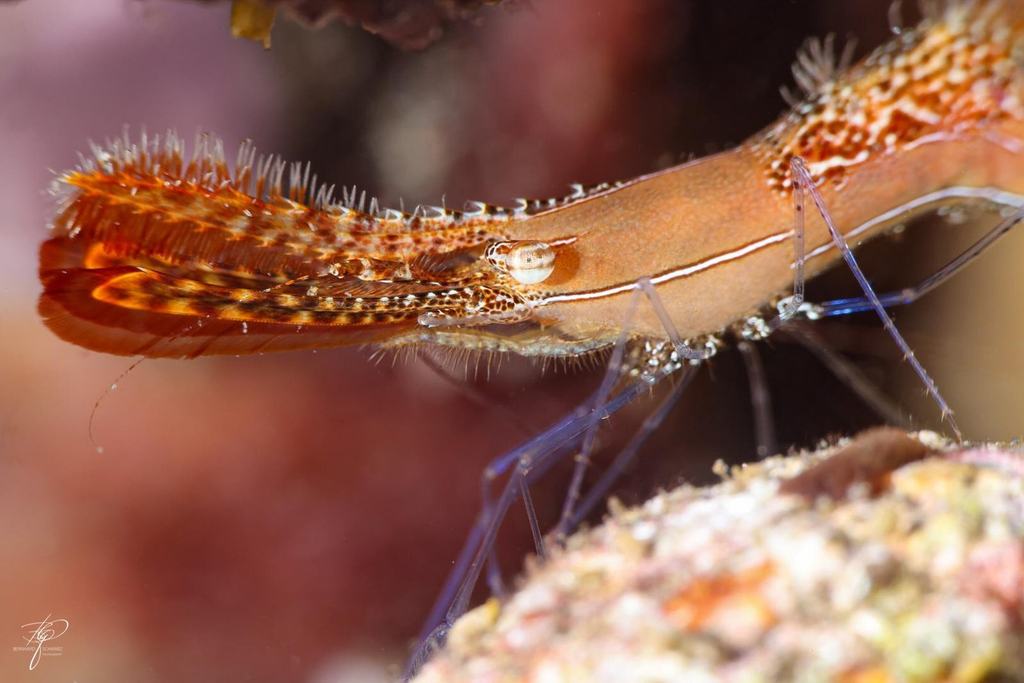 Makro: ein orange-weiß geringelter Borstenwurm auf einem hellen Korallenstamm, davor die durchsichtigen Beine einer Garnele