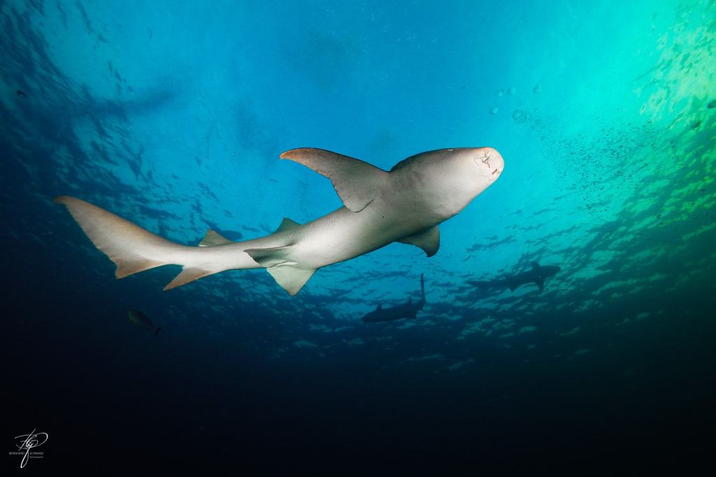 Ein Ammenhai schwimmt im flachen, grünlich beleuchteten Wasser
