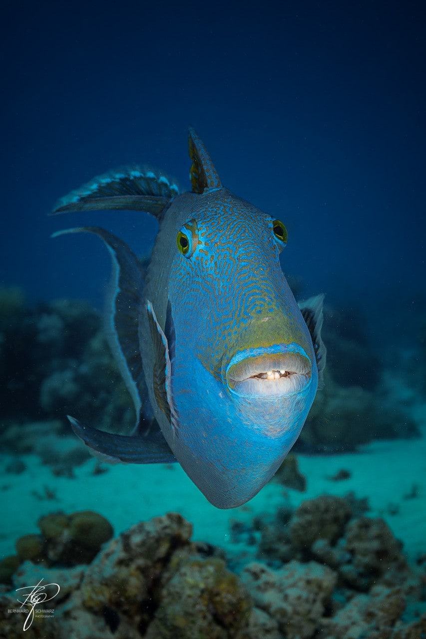 Ein blauer Drückerfisch schaut frontal in die Kamera