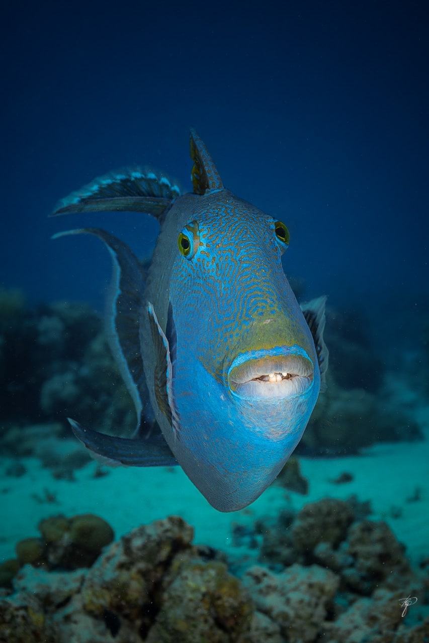 Ein blauer Drückerfisch von vorn, die Rückenflosse aufgestellt, über sandigem Riffboden