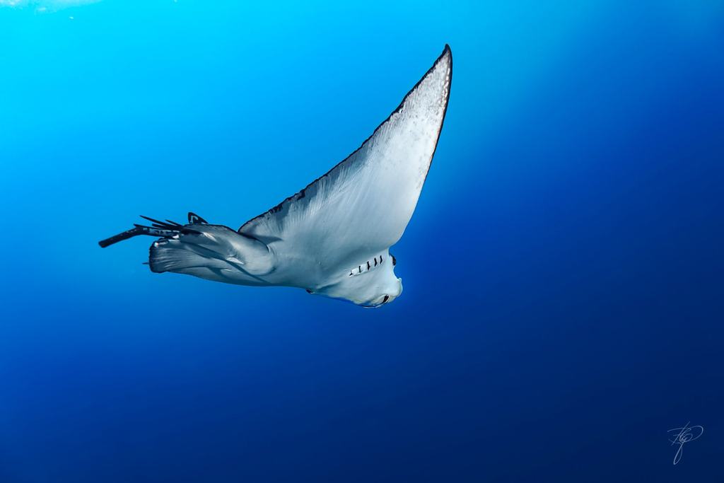 Ein Adlerrochen von unten im Blauwasser, die Flügelspitzen weit ausgebreitet