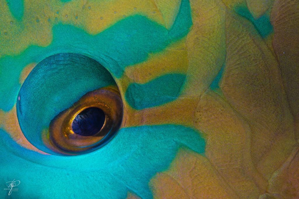 Makro: das Auge eines Papageifisches, umgeben von türkis-gelber Schuppenzeichnung