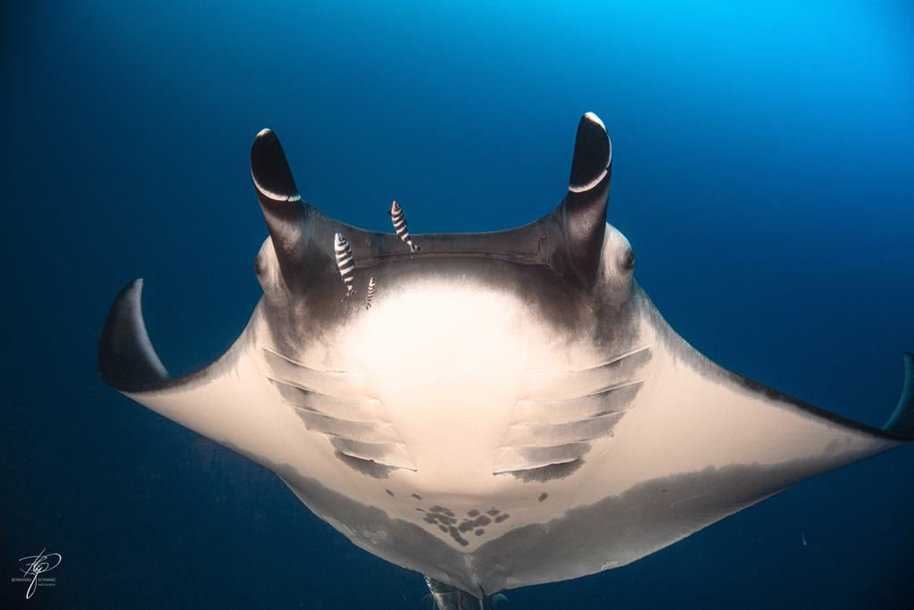 Ein Manta von unten, Putzerfische an den Kiemenspalten
